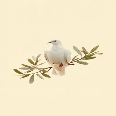 Dove with Olive