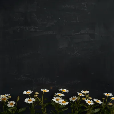 Chalkboard with Daisies